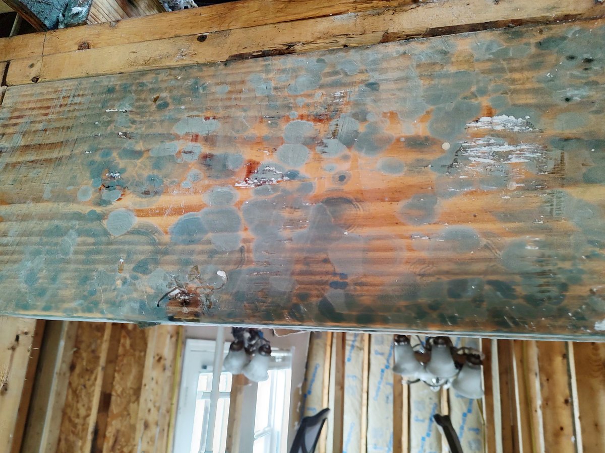 bluechiprestore's tweet photo. Even after a #fire, #mold can grow on wood surfaces. The water used during firefighting efforts can saturate the wood leading to moisture accumulation. With mold spores present in the air, they can settle quickly on damp wood surfaces where conditions are conducive for growth. https://t.co/ZQGXaAiHR2