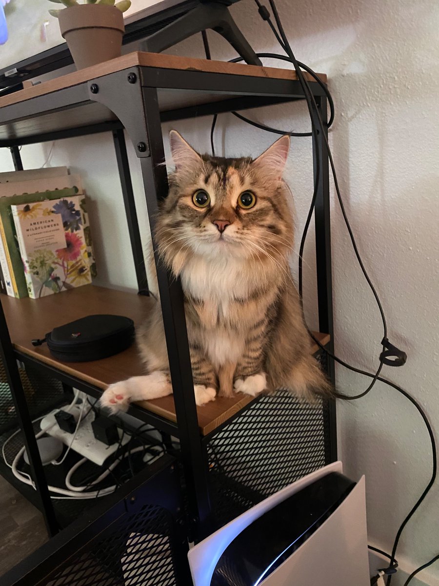 my ladies. beautiful ladies. gorgeous, even