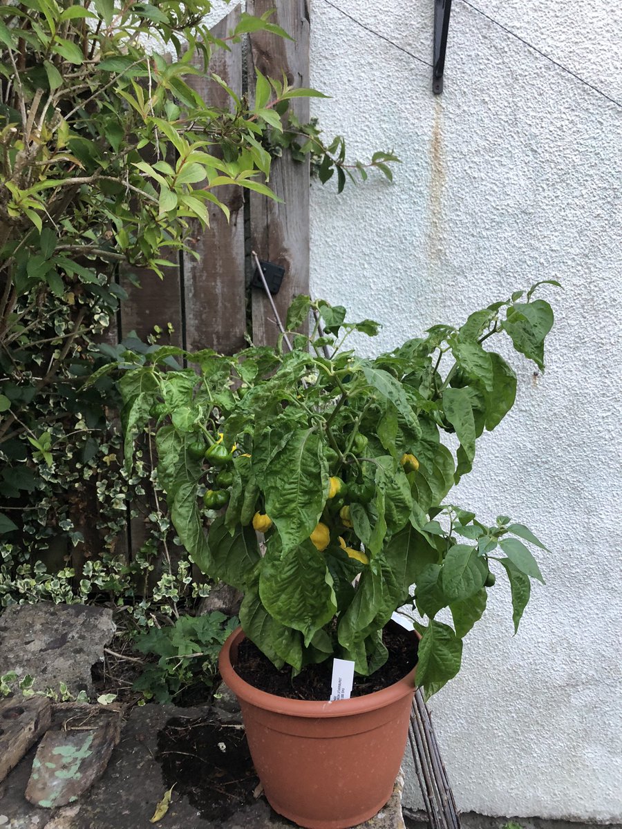 Luke Hamilton (@luke1hamilton) on Twitter photo #gardening #chilligrowing #chillgrowers any ideas on whats happening with my lovely lemon starburst pepper plant? 
Concerned its thirsty but dont want to overwater it?! Limp leaves, upper ones starting to curl up, one leaf with a tinge of yellow on the edge #gardening #chilligrowing #chillgrowers any ideas on whats happening with my lovely lemon starburst pepper plant? 
Concerned its thirsty but dont want to overwater it?! Limp leaves, upper ones starting to curl up, one leaf with a tinge of yellow on the edge