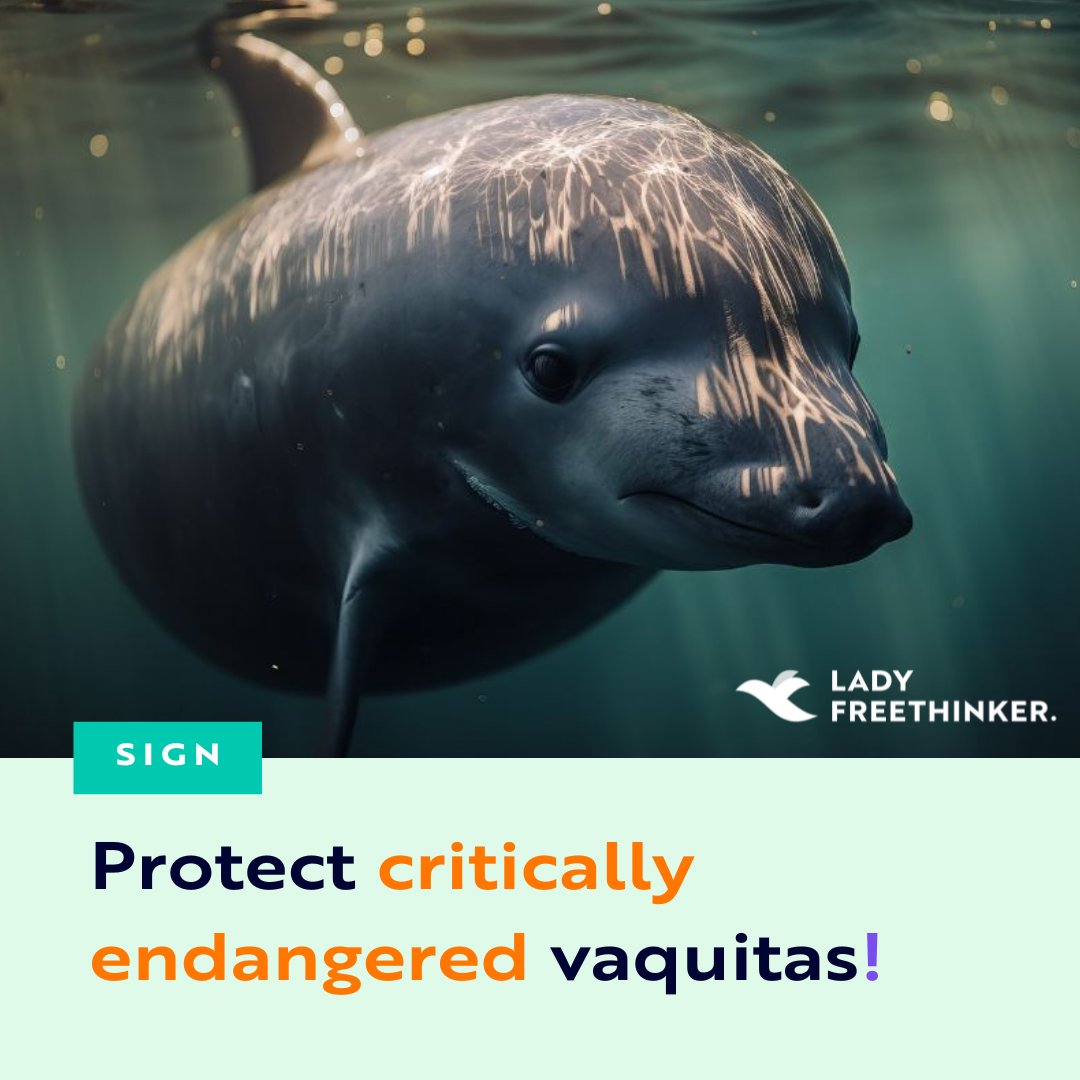LadyFreethinker's tweet image. Take action for endangered porpoises!

#Vaquitas, a critically #EndangeredSpecies of #porpoise, will go #extinct without ACTION.

There are likely only 8-12 vaquitas left in the world. The #UnitedStates and #Mexico must ACT NOW.

Sign our petition ➡️ ladyfreethinker.org/sign-protect-v…