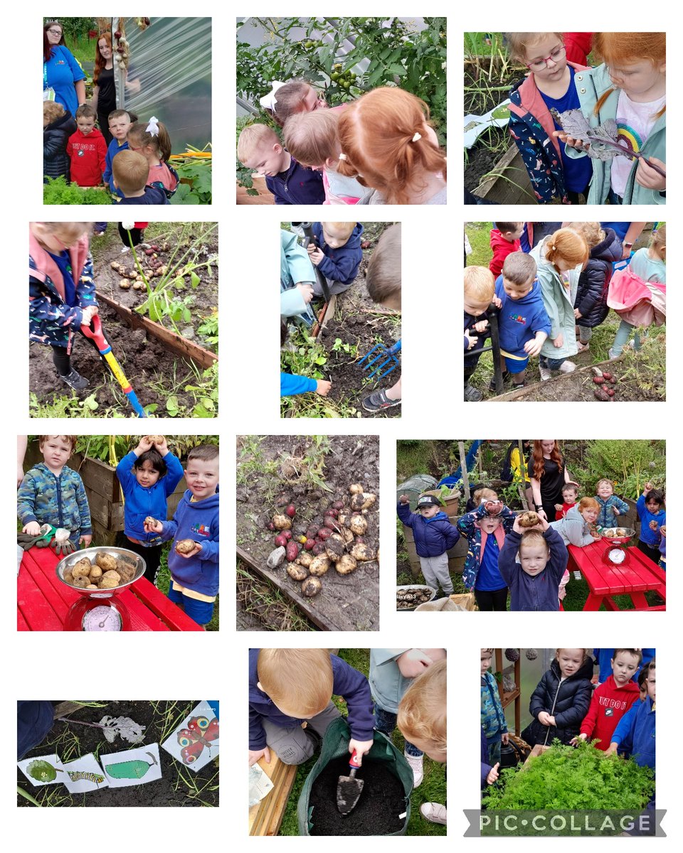 Suzieq1402's tweet photo. Superbusy @FARE_Scotland LCA. 3 groups frm #fareplaynursery harvest tatties, planted Christmas ones, bughunting,Gruffalo storytime,lifecycle of butterfly. @fare_skills team doing  work experience  @Jimmy_FARE @RHSSchools @CultivationSt @RHSBloom https://t.co/MULbzk2LJX