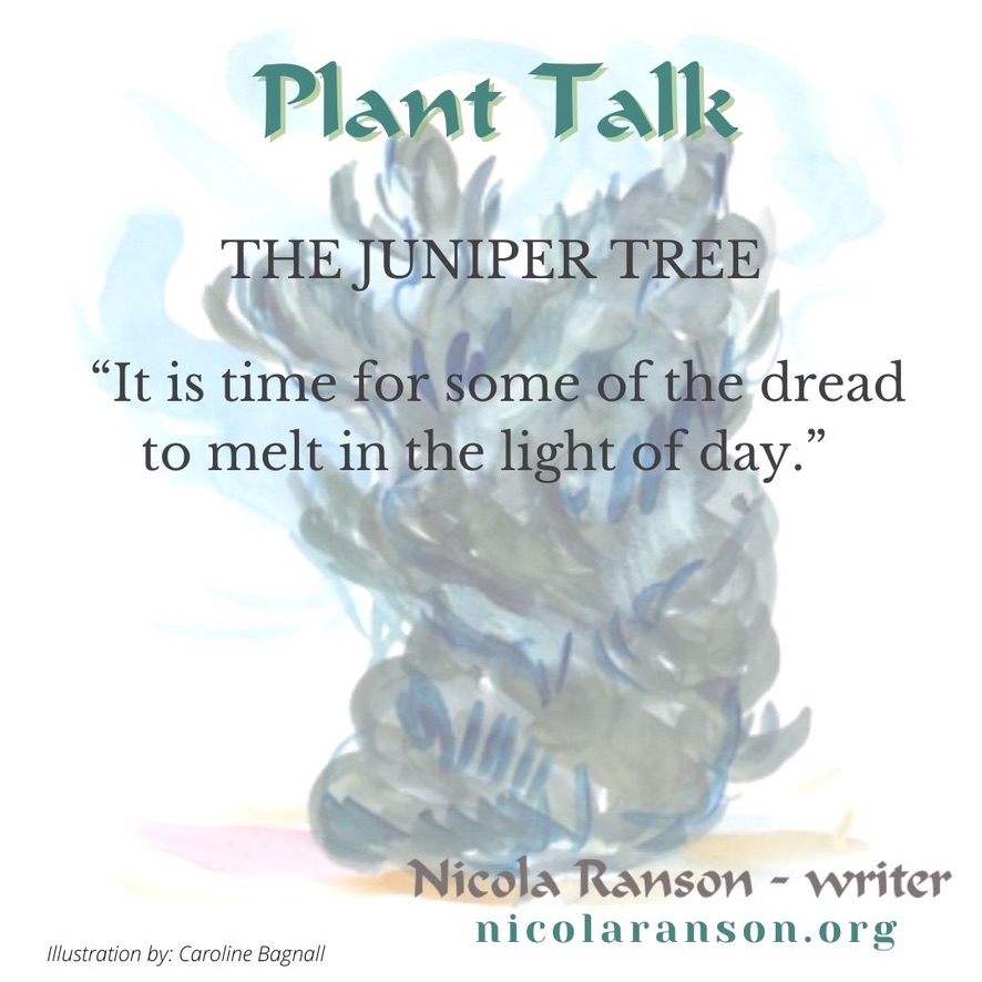 In my forthcoming book, Plant Talk, I ask trees and plants about healing. This is what the Juniper said about fear and anxiety. #writingcommunity #braidingsweetgrass #plantlove #ptsd #anxietyrelief #gardening #plantmedicine #plantwisdom #plantvoices #selflove #selfcare