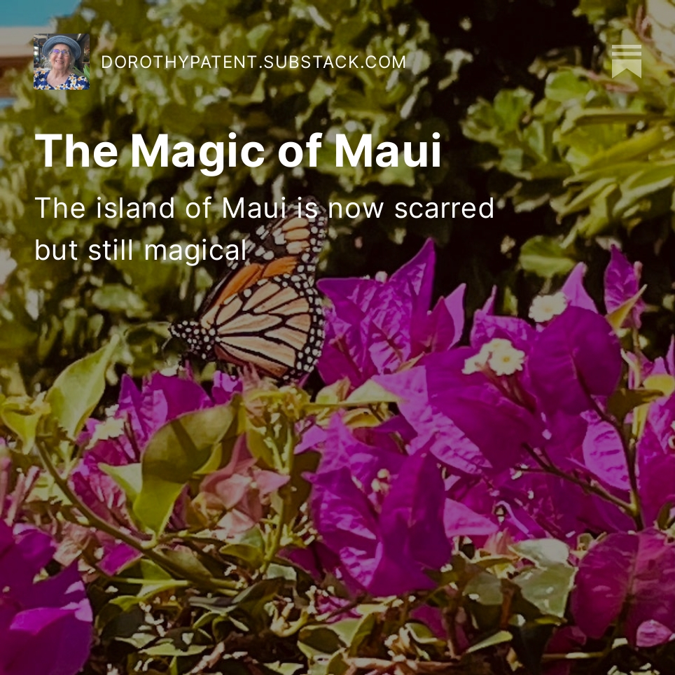 Dorothy Patent tweet media