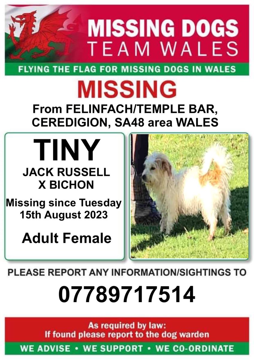 missingdogwales's tweet photo. ‼️9YR OLD TINY IS MISSING FROM #FELINFACH/ #TEMPLEBAR AREA #CEREDIGION #SA48 #WALES
Since Tuesday 15th August
💥Tiny is a Female Terrier x Bichon
If seen please call the number on this poster asap so the owner can get there quickly https://t.co/fjrnJJcVGH