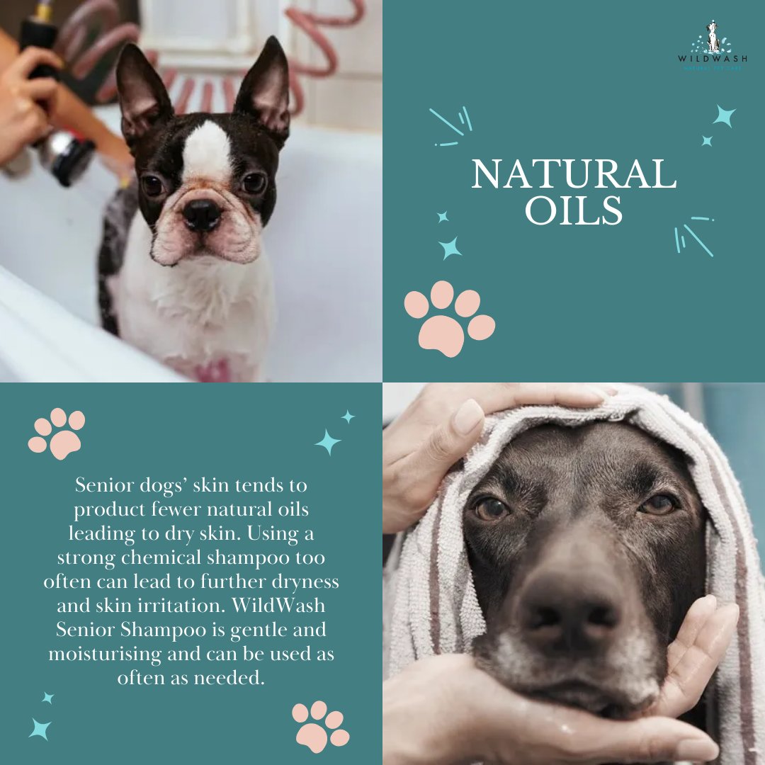 WildWash's tweet photo. 🐾 Ever wondered how often your senior fur-iend should take a spa day? 🧐

🛁🐶 Unleash the ultimate guide to senior dog pampering with us today! From belly rubs to bath time, we've got tail-wagging tips to keep your wise companion's coat and spirits soaring. https://t.co/Gb2hvnCsn3