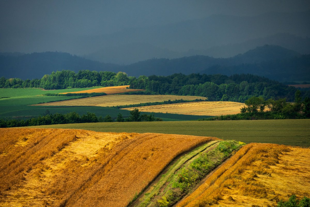 YamashitaPhoto's tweet photo. Hokkaido Farms: well-organised fields on rolling hills create  true works of art. And thanks to crop rotation, the range of different crops growing side by side makes for an ever changing patchwork of colors. #hokkaidofarm https://t.co/Enre19PKyX