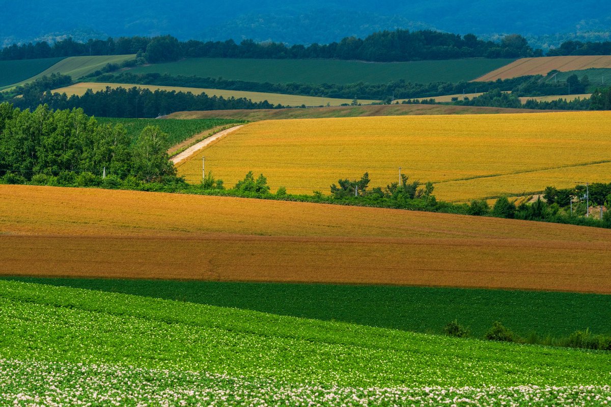 YamashitaPhoto's tweet photo. Hokkaido Farms: well-organised fields on rolling hills create  true works of art. And thanks to crop rotation, the range of different crops growing side by side makes for an ever changing patchwork of colors. #hokkaidofarm https://t.co/Enre19PKyX
