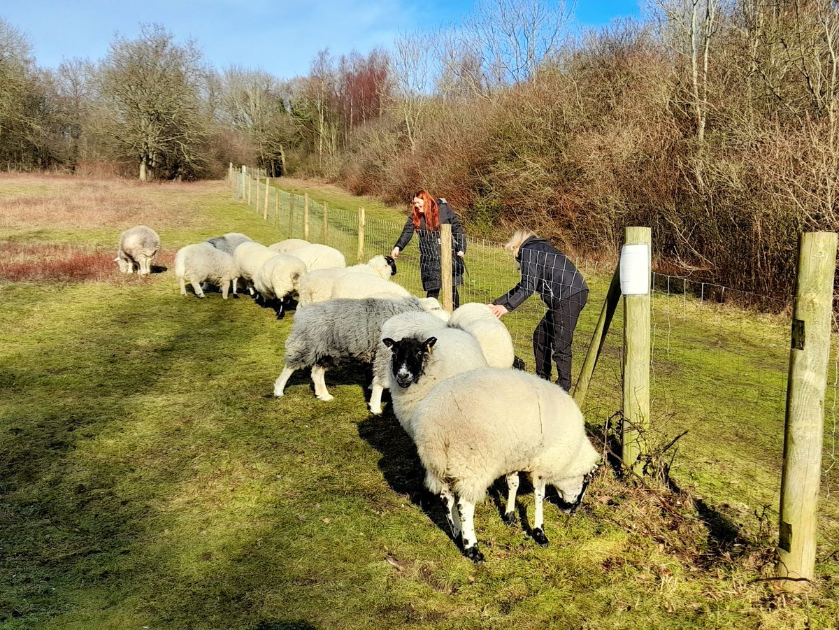 BCConservators's tweet photo. ๐Volunteers needed๐
We are introducing sheep to graze on #BansteadDowns & #ParkDowns this Sept and are looking for vollies to help check on the welfare of the livestock.
If you would like to get involved, please email clerk@bansteadcommonsconservators.co.uk
Thank you
๐ https://t.co/IV4LWuGgMe
