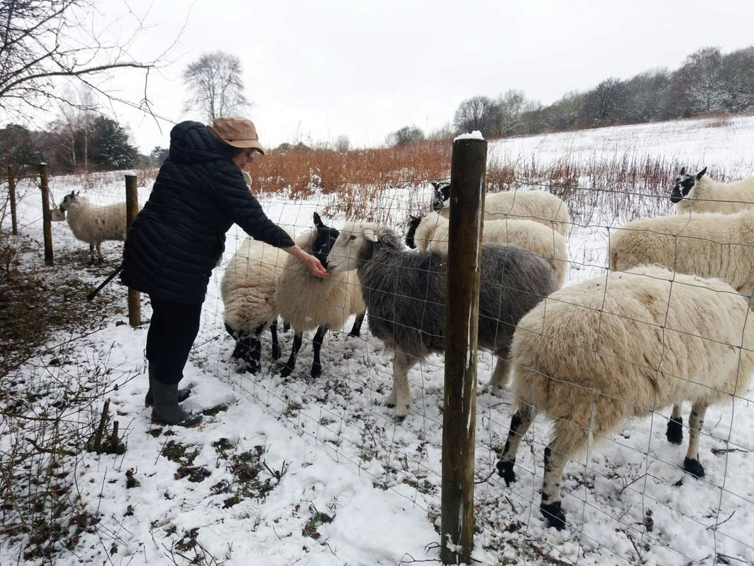 BCConservators's tweet photo. ๐Volunteers needed๐
We are introducing sheep to graze on #BansteadDowns & #ParkDowns this Sept and are looking for vollies to help check on the welfare of the livestock.
If you would like to get involved, please email clerk@bansteadcommonsconservators.co.uk
Thank you
๐ https://t.co/IV4LWuGgMe