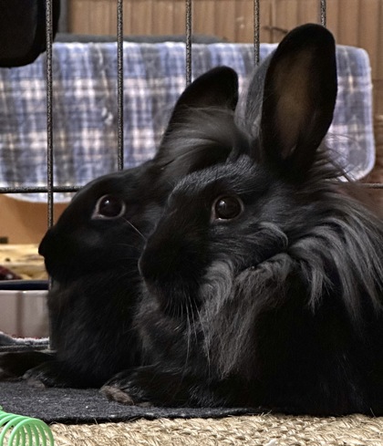 HumaneRescue's tweet photo. Best hair game in Capitol Hill? Bet. Meet Grove and Woods — a bonded pair of bunnies looking for their forever home! Interested in setting up a virtual meet & greet or adoption? Learn more about them at https://t.co/sI3Ye7pdqE.
#HumaneRescueAlliance #AnimalWelfare #AdoptDC https://t.co/bM80QJ0Db9