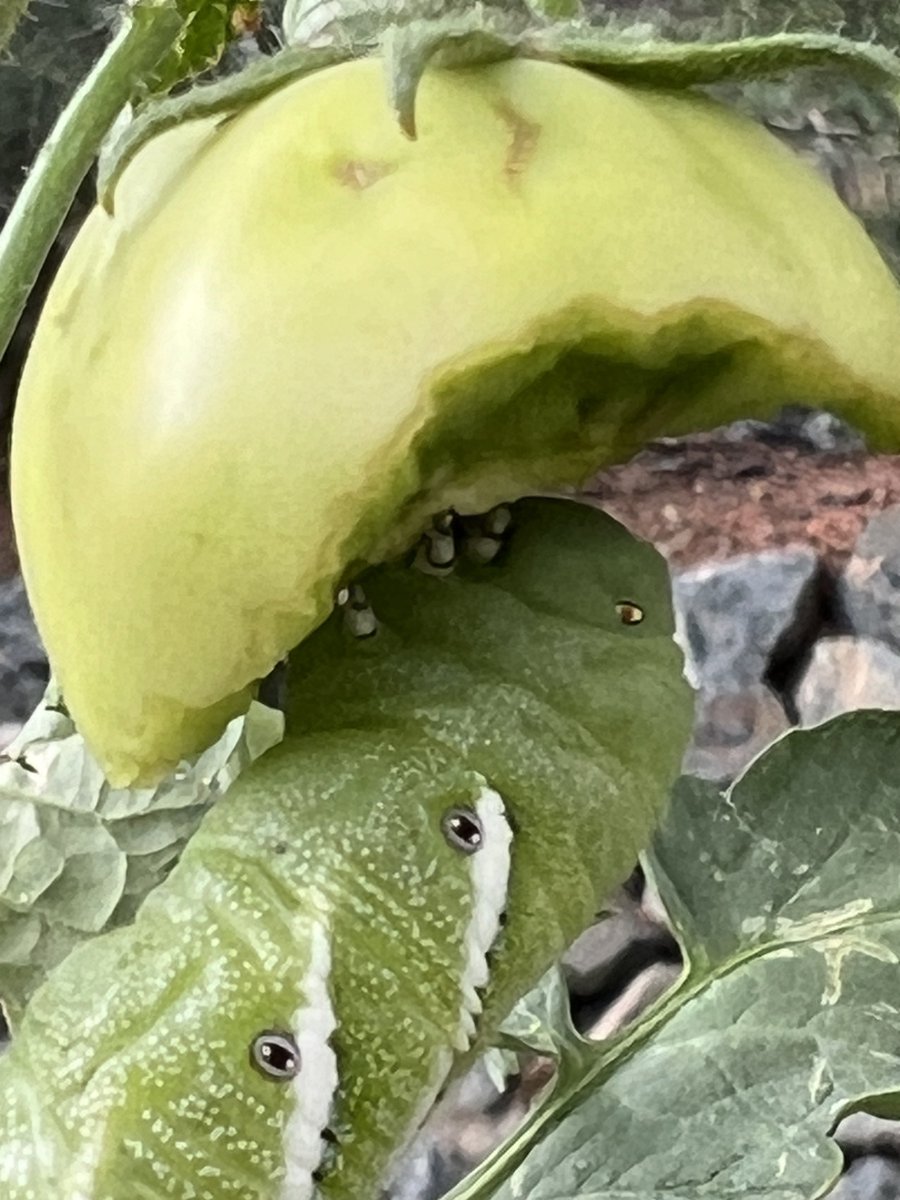 speli's tweet photo. When you finally figure out who is the enemy of your tomatoes. #hornworm https://t.co/9D0krTIozJ