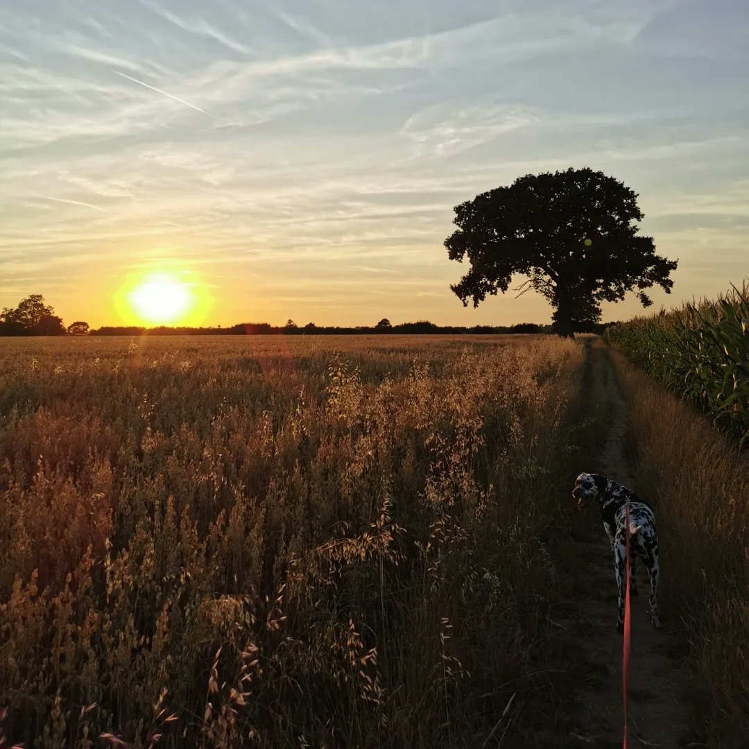 Summer sunset walks 💜🐾🎶 #myhappyplace #faveplace