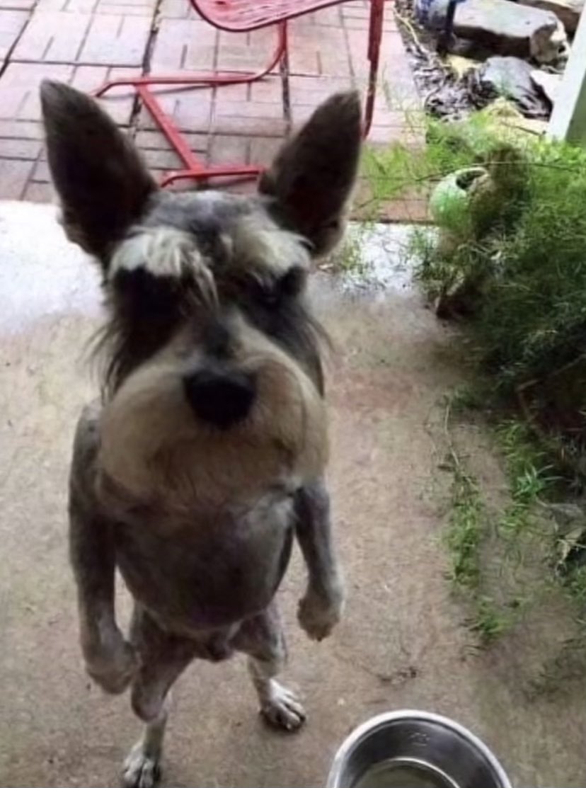 gee_vhs's tweet image. Why did I see IShowSpeed’s meat on live..