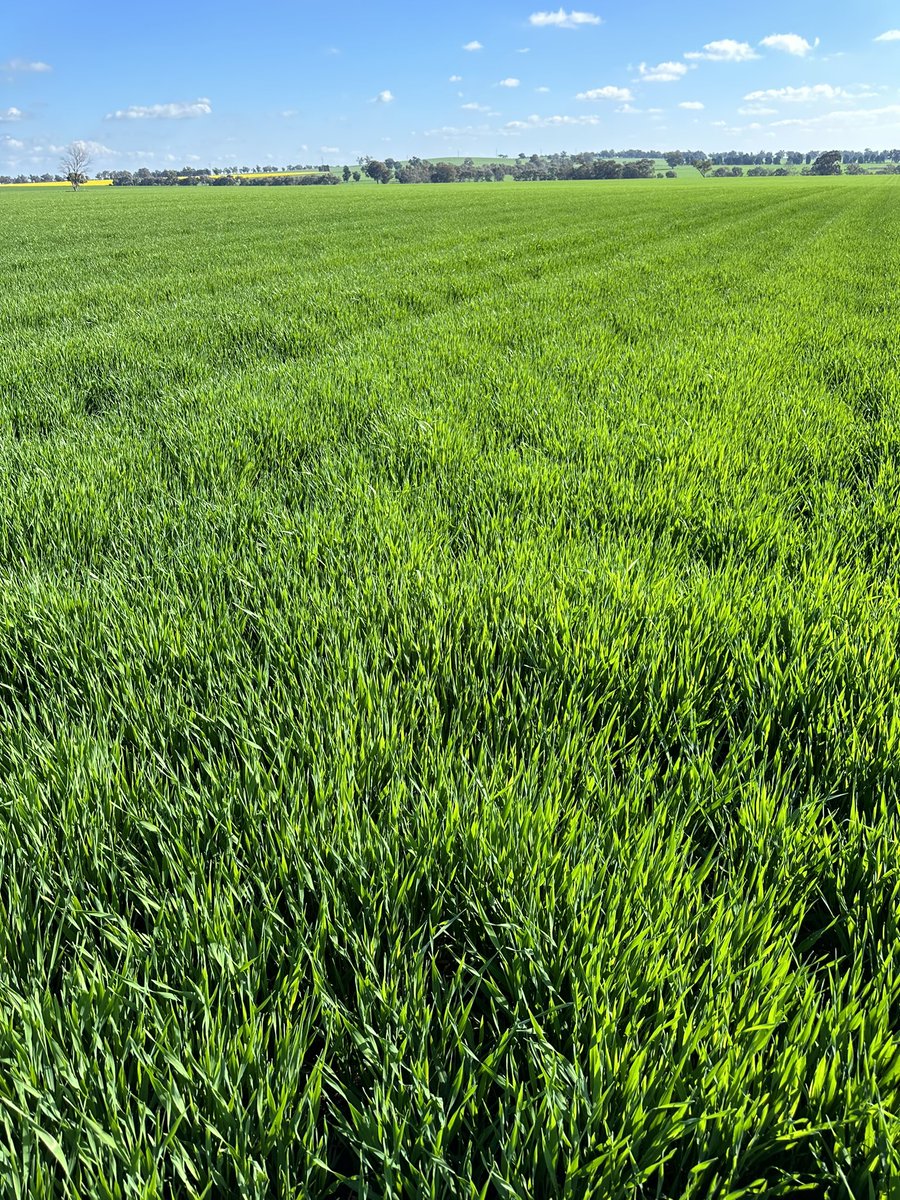 Plenty of barley kicking on now with the zero row spacing configuration. Soils have dried out & the crops are enjoying some sunshine. @MJKohlhagen