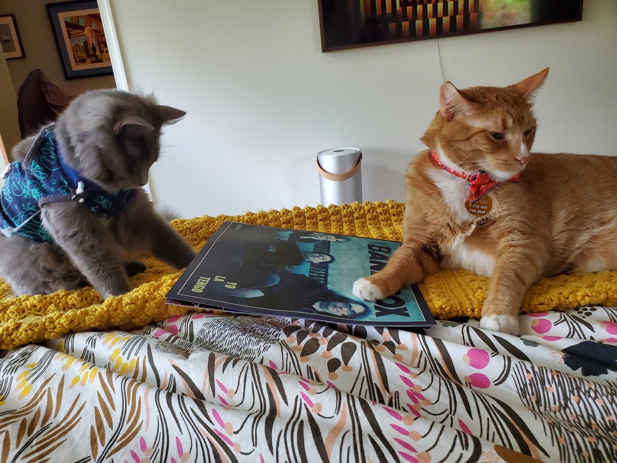 NTNLcats's tweet photo. Abel and Vander https://t.co/oE7wXw0HVB