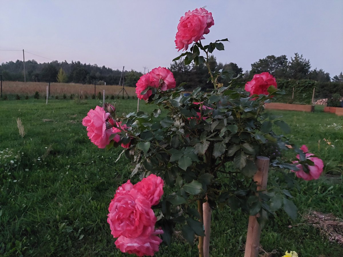 igigig111_ig's tweet photo. Rozes sāk otro kārtu.
#rozes https://t.co/7HdU9KwDjT