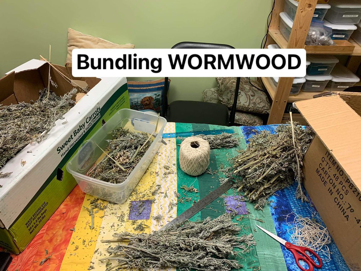 elfangelslloyd's tweet photo. Banishes anger, brings blessings, 
calling spirits, clearing, exorcism, love, protection from negative energy, psychic powers, sacred to the moon, and scrying.    
Wormwood is sprinkled around the home or hung above the windows or doors to ward off evil spirits and disease. https://t.co/ODSVlsd4le