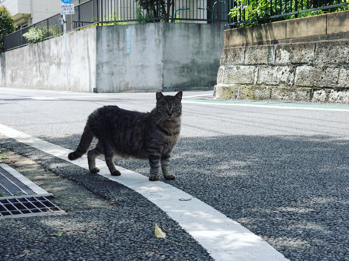 rep1ay's tweet photo. 木陰　の、ねこ。

#ねこ #のねこ #のら #そとねこ #猫 #cat #木陰 #shadeoftrees https://t.co/IaEsknq1zo