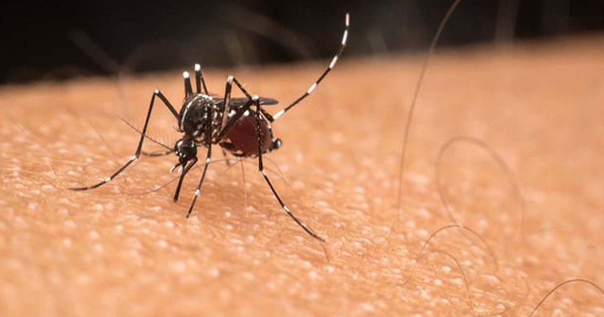 ZocaloPN's tweet photo. Coahuila suma 532 casos y 4 muertes por dengue en esta temporada
https://t.co/twHXM8vfmJ
#Coahuila #Dengue #NuevosCasos #Fallecimientos https://t.co/fwm5NYJh4N