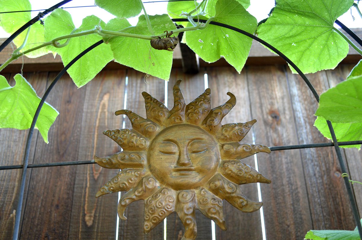 Experiential Gardener tweet media