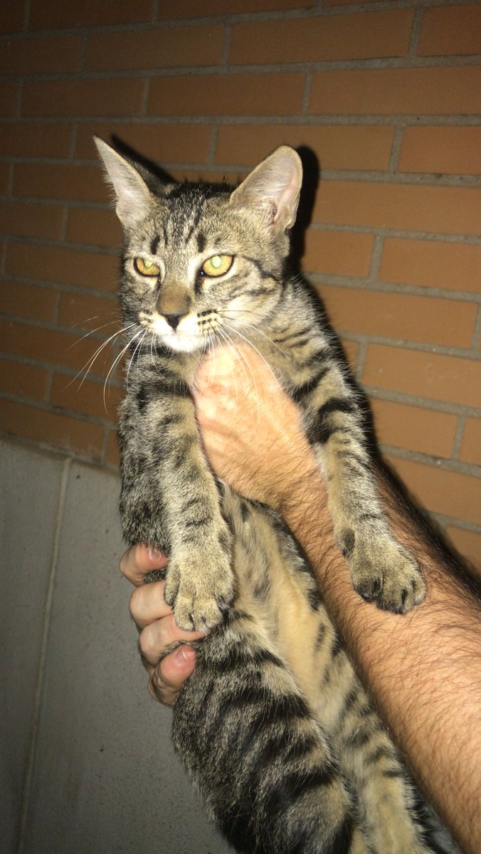 insidedevilinI's tweet photo. @wikiCR Encontrado gato de unos 3-4 meses en zona cementerio (Jardines públicos de C/ de el Sol) No tiene chip y es muy dócil y cariñoso. Si alguien lo ha perdido, póngase en contacto por DM. Se agradece difusión. https://t.co/30FJ3Levmz