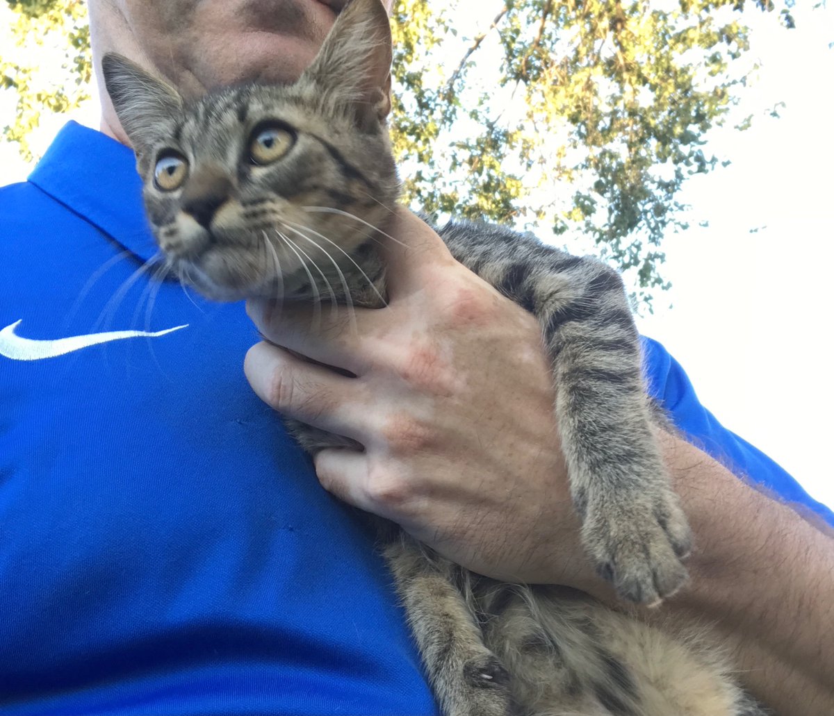 insidedevilinI's tweet photo. @wikiCR Encontrado gato de unos 3-4 meses en zona cementerio (Jardines públicos de C/ de el Sol) No tiene chip y es muy dócil y cariñoso. Si alguien lo ha perdido, póngase en contacto por DM. Se agradece difusión. https://t.co/30FJ3Levmz