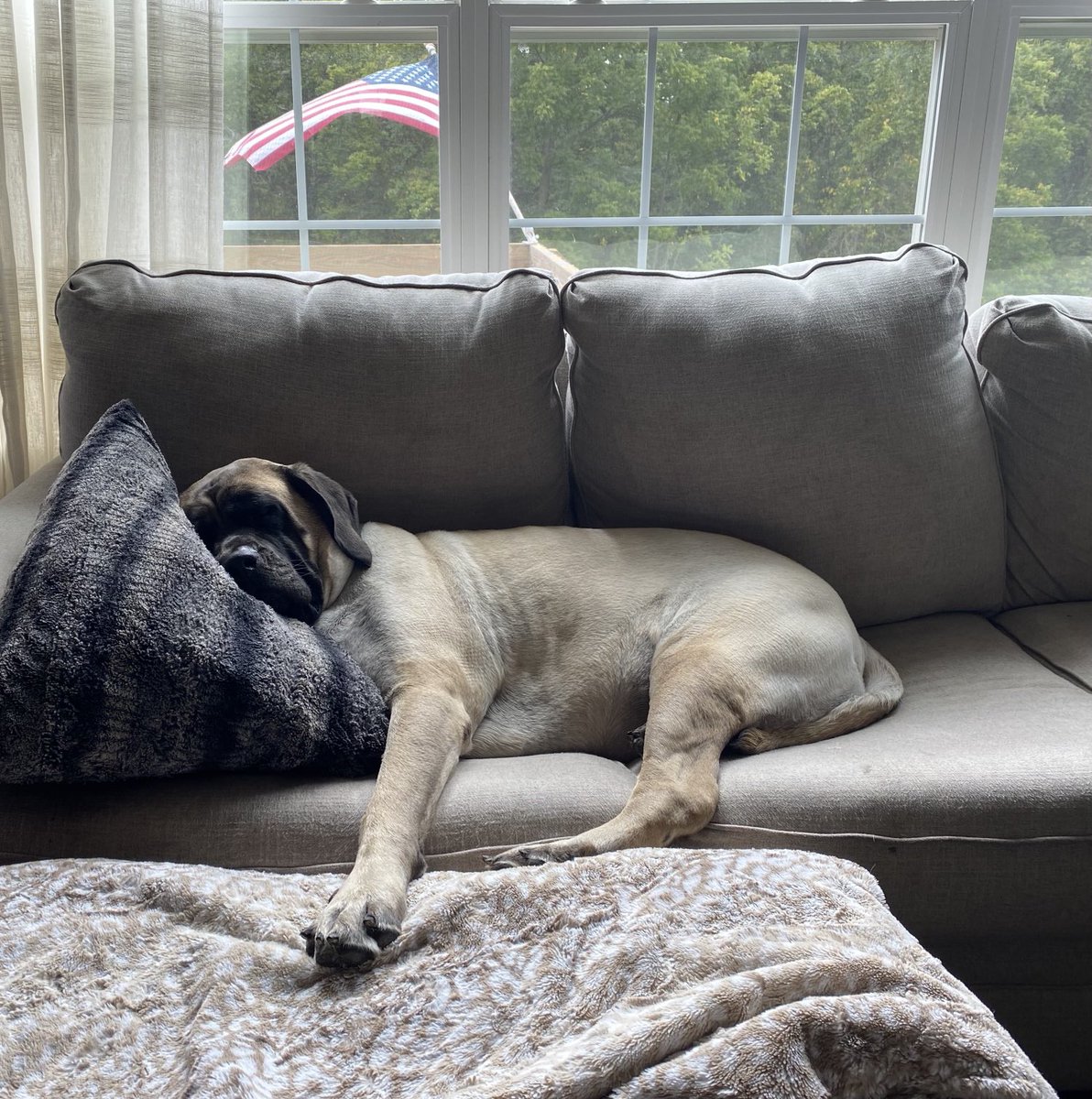 ZLuNz07's tweet photo. Little baby Delilah is just a sleepy girl today! #MakeYourselfComfortable #DogDaysOfSummer https://t.co/LmSR21OJjM