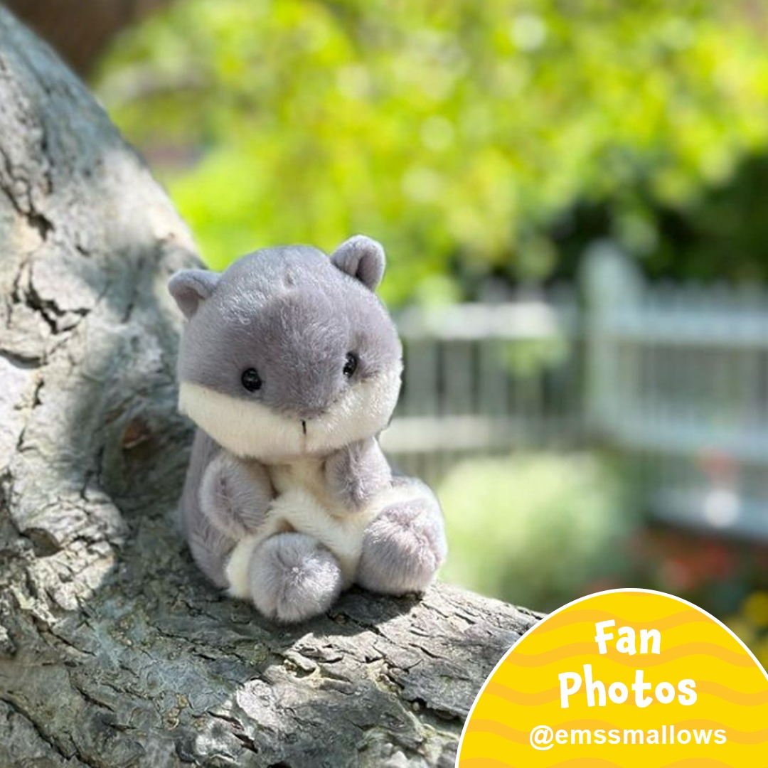 PalmpalsO's tweet photo. ๐ฟ๏ธ๐ Gus is such a model!! ๐๐ฟ๏ธ Thank you @emssmallows for sharing this adorable photo of Gus enjoying the sun and the leaves ๐ฑ๐๐
#palmpalsparty #palmpals #plushies #plushlife โ #stuffedanimal #kawaiiplush #cuteplush #fanposts #fanlove #plushcollector #naturelovers #squirrel https://t.co/9LDPIHY2zS