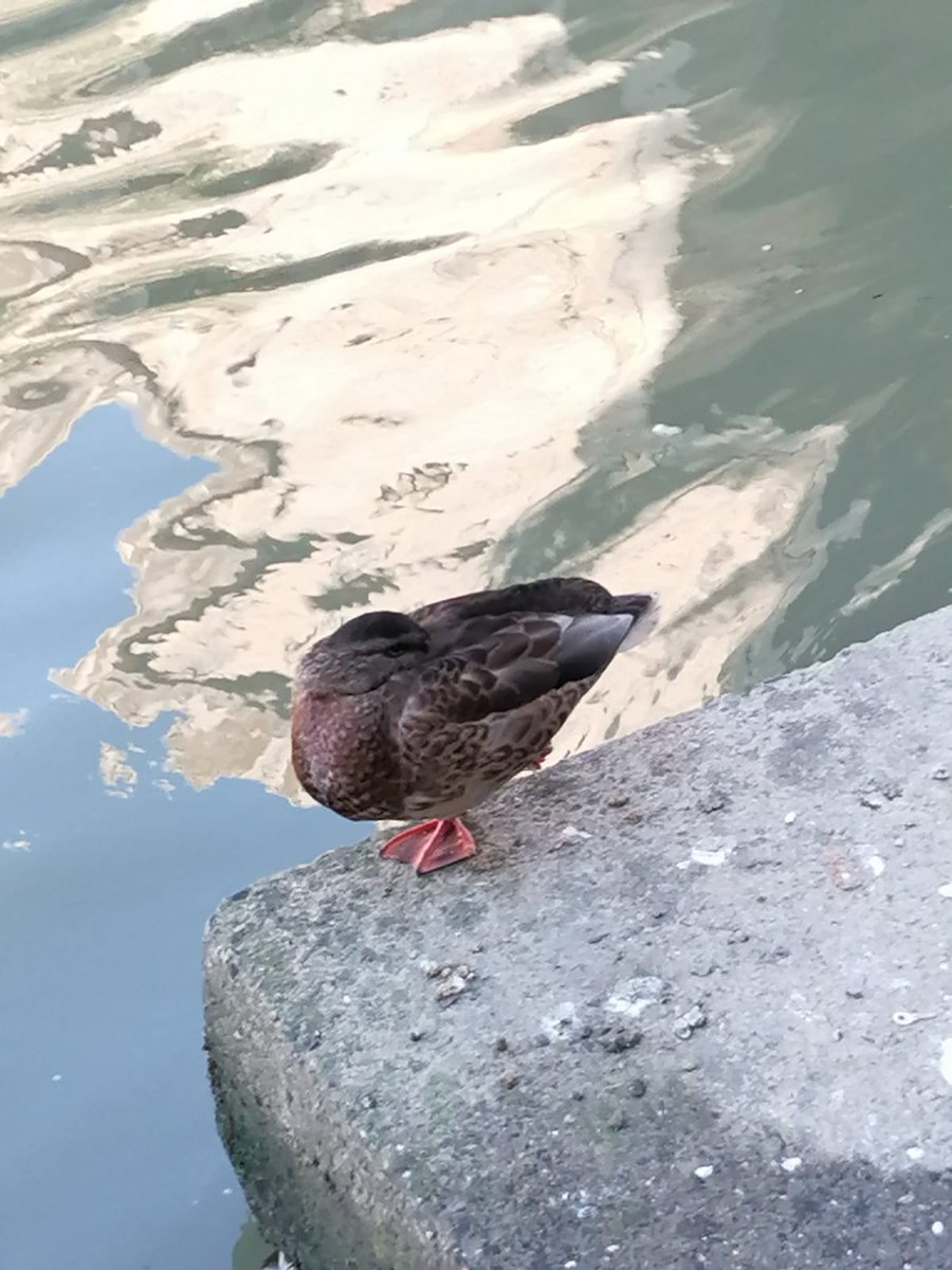 Helainenishi's tweet photo. Quak
#idk #paperq #duck #fyp https://t.co/EJENXG1T9l
