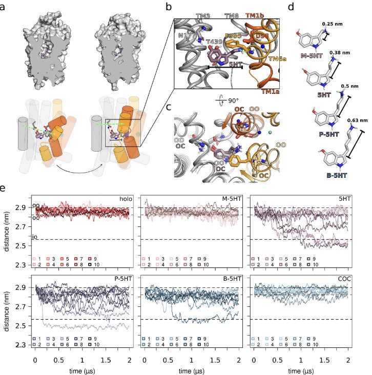 RalphGradisch's tweet photo. Finally, our preprint got published online!

A wonderful collaborative work proposing a ligand coupling mechanism of the serotonin transporter that distinguishes substrates, partial substrates, and inhibitors!

Here’s the link:

https://t.co/WlgzICX0AG https://t.co/EBq3wTfsQv