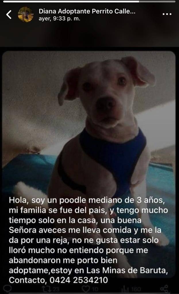 PerroUsuario's tweet image. Buscando un hogar responsable, Minas  de Baruta RT @jherrera1800: Favor difundir.🙏🏻🐕
