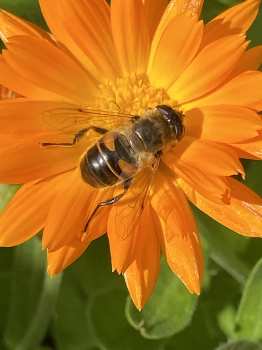 Garden insect life. 
Some of today’s visitors to the calendula in the back garden. 
#bees #flowers #iphonephotos ⁦@ThePhotoHour⁩ ⁦@TheFlowerWorld⁩