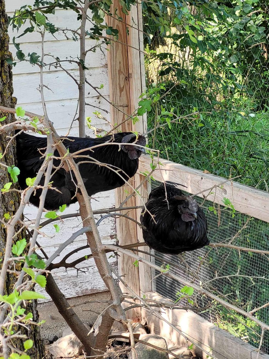 RexRexicorn's tweet photo. @IwriteOK so I recently got two Ayam Cemani roosters, would you be offended if I called them Robert Evans and Robert Evans’ Best Friend? https://t.co/ACugnyGFOF