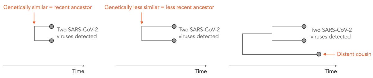 How should we interpret recent patterns of SARS-CoV-2 evolution, from EG.5 to the new BA.2 descendent? What can we learn from other viruses? And where might things being heading next? I discuss some of the key ideas and research: kucharski.substack.com/p/what-next-fo…