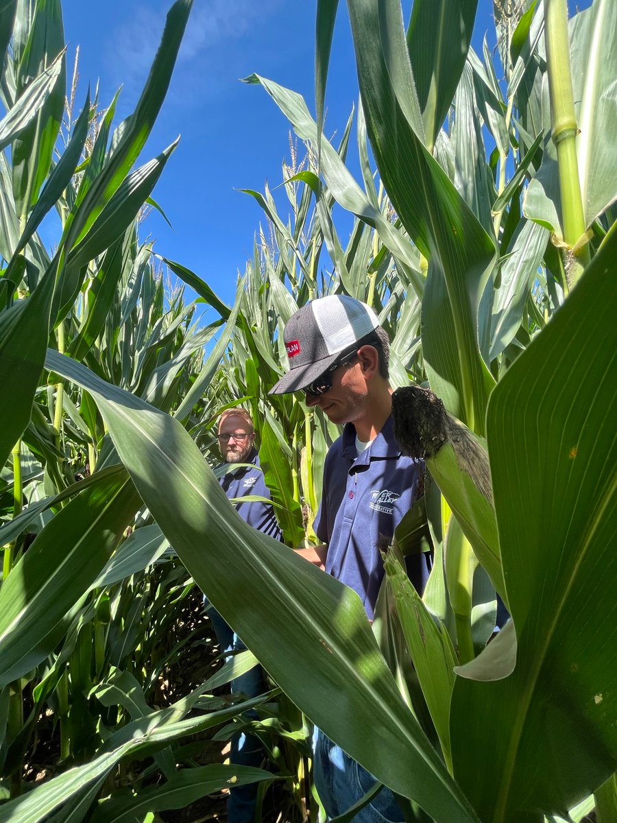 RVCooperative's tweet photo. Several RVC account managers stopped for our crop tour in Henry, Whiteside, and Rock Island counties this week. Yields look good, considering the dry weather conditions we experienced during the initial growing season.

@RVCooperative #RVCcroptour2023 https://t.co/9rrIBNDw1v