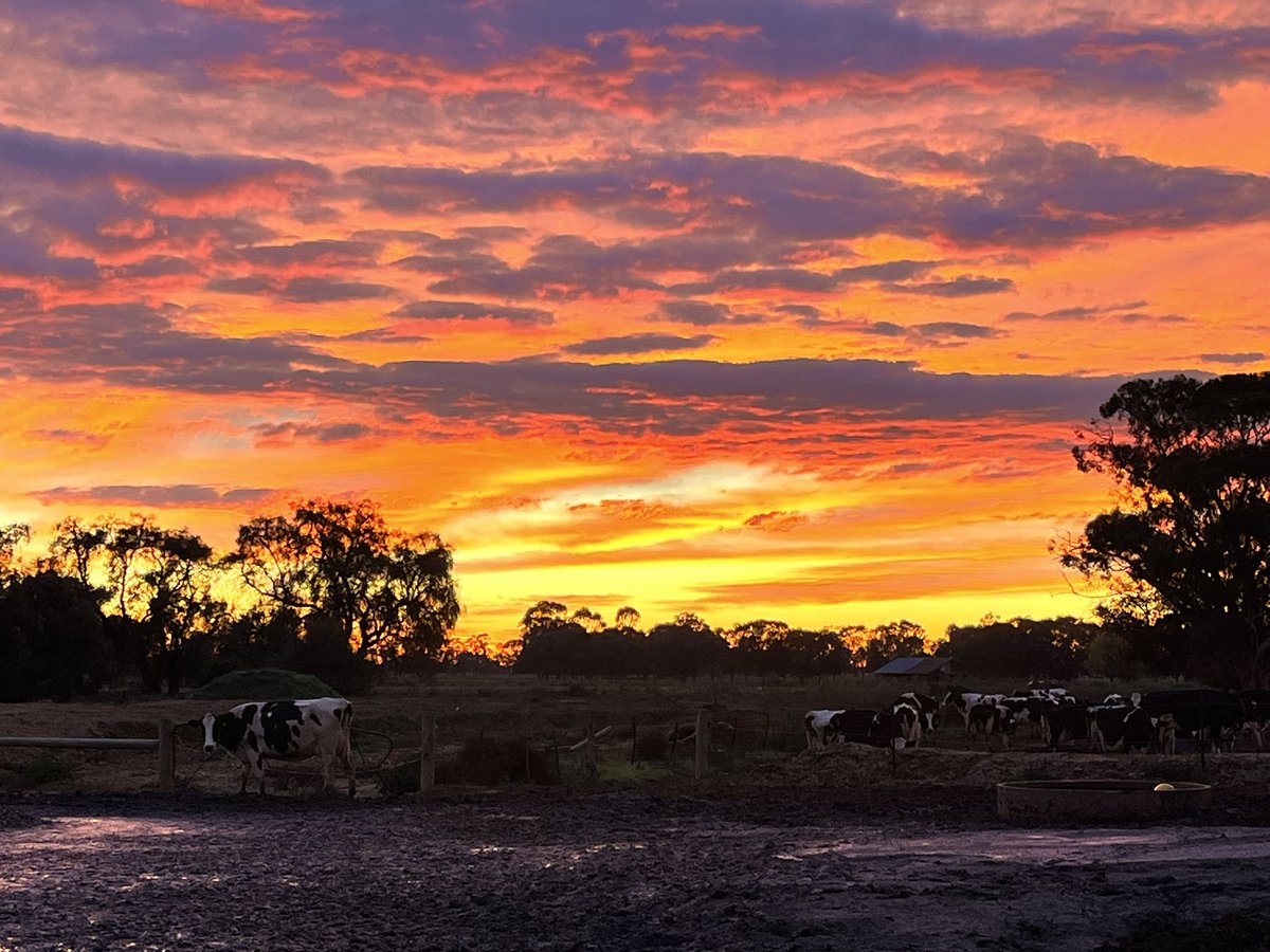 Di Bowles 🐄❤️ tweet media