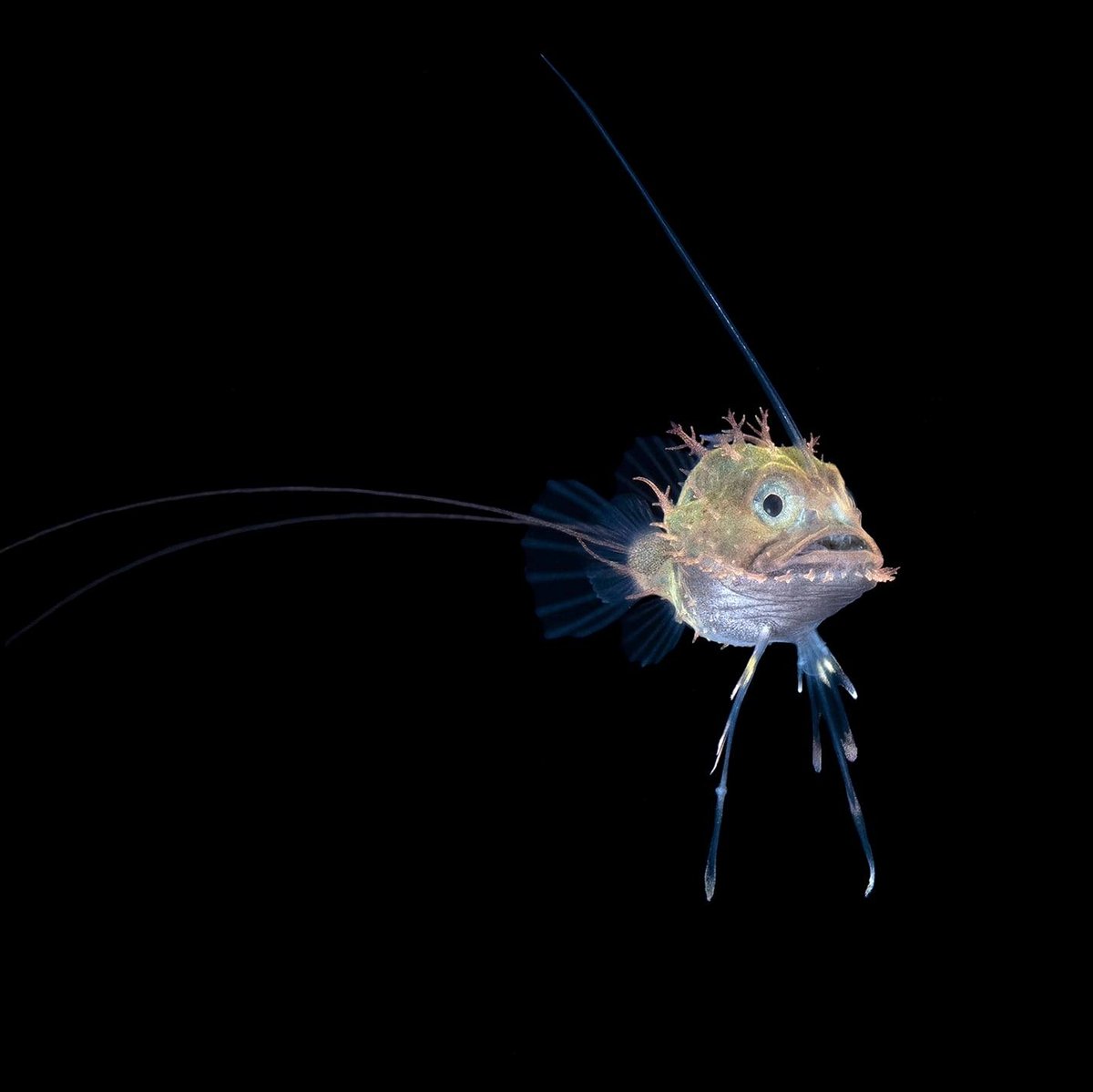 Ever wish you could get professional guidance, tips, and tricks on entering photo competitions? Good news! Ikelite Ambassador, blackwater photo superstar, and 100x underwater photography competition winner Steven Kovacs shares his secrets to success. 

ikelite.com/blogs/advanced…