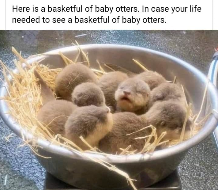 WholesomeMeme's tweet photo. https://t.co/XG1oyCMjIg