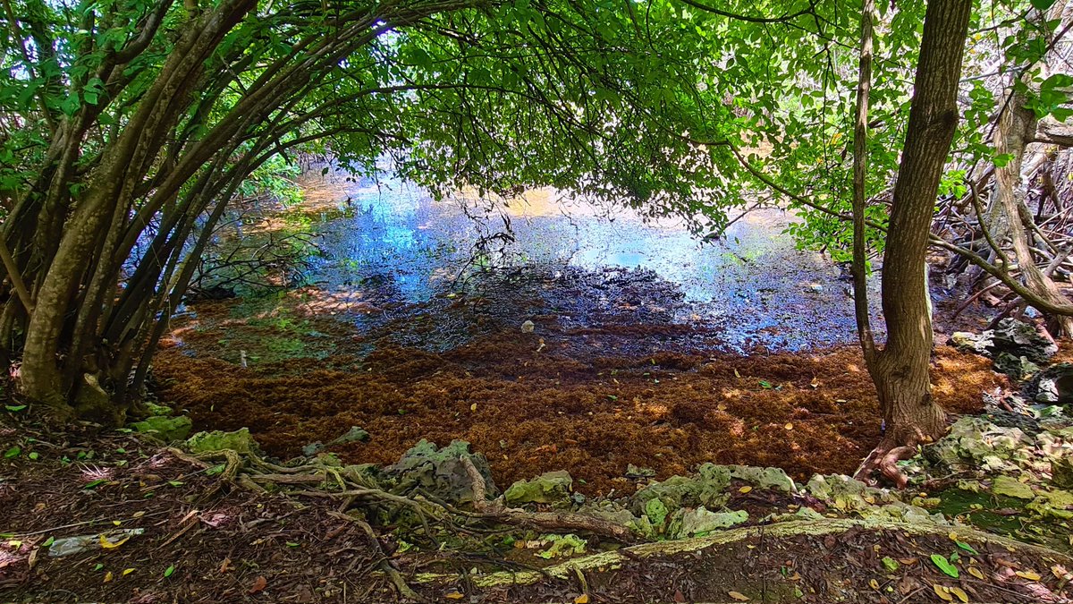 AlCooper424's tweet photo. Battling the sargassum threat! Mangroves, crucial for robust coastal ecosystems, are in jeopary. In Petit Trou Lagoon, @UNDPTT and @IMAgovTT conduct a vital assessment. Can innovation be used to address the challenge? UNDP Accelerator Labs #coastalresilience https://t.co/xtdFURAYGB
