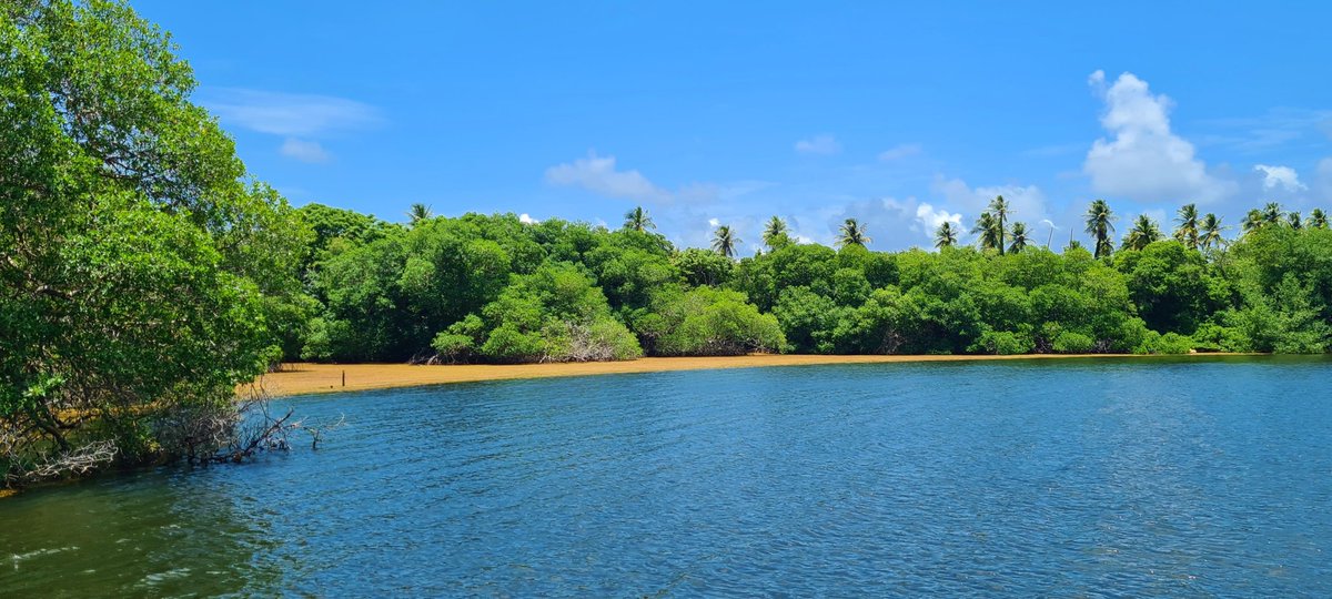 AlCooper424's tweet photo. Battling the sargassum threat! Mangroves, crucial for robust coastal ecosystems, are in jeopary. In Petit Trou Lagoon, @UNDPTT and @IMAgovTT conduct a vital assessment. Can innovation be used to address the challenge? UNDP Accelerator Labs #coastalresilience https://t.co/xtdFURAYGB