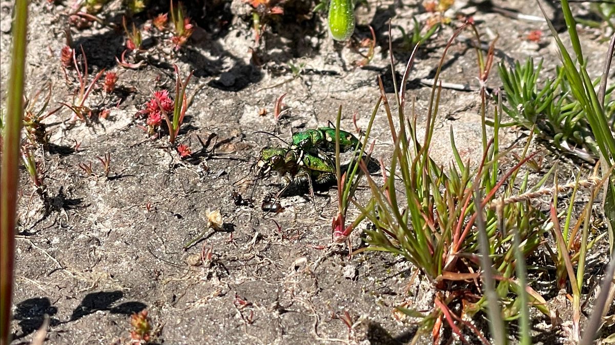 LandTrustSantaCruz (@landtrustscc) on Twitter photo The Ohlone Tiger Beetle (OTB) is a federally endangered species endemic to Santa Cruz county. Decades of development & changing conditions of the grasslands have driven the OTB to the brink of extinction. Learn more about our conservation efforts here: bit.ly/3QwsjXW The Ohlone Tiger Beetle (OTB) is a federally endangered species endemic to Santa Cruz county. Decades of development & changing conditions of the grasslands have driven the OTB to the brink of extinction. Learn more about our conservation efforts here: bit.ly/3QwsjXW