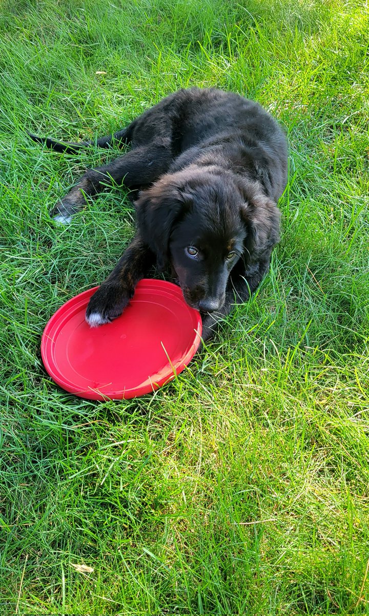 Red Headed Yeti tweet media