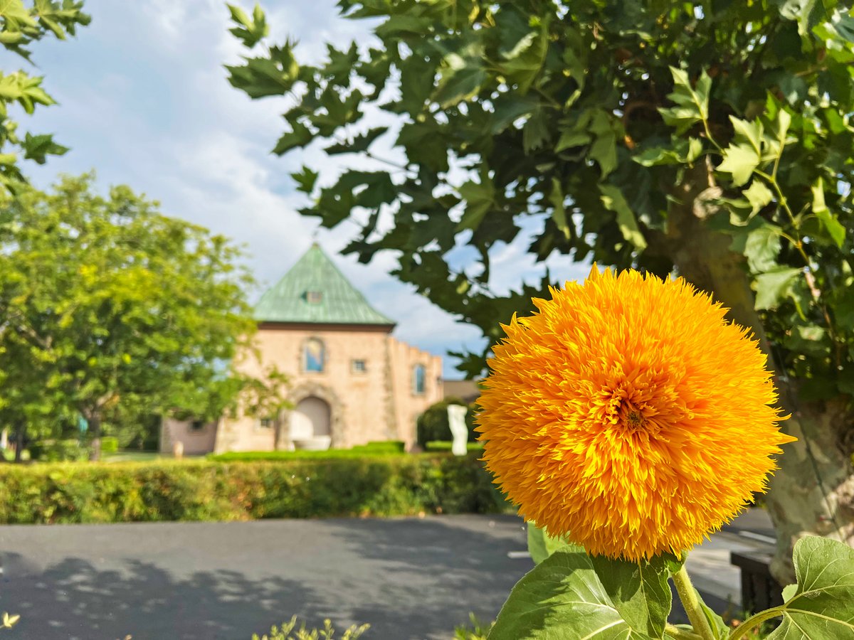 Sippin' on sunshine and savoring the views at PEJU

#PEJUwinery #napavalley #winecountry #visitnapavalley #winery #rutherford #winelover #winetime