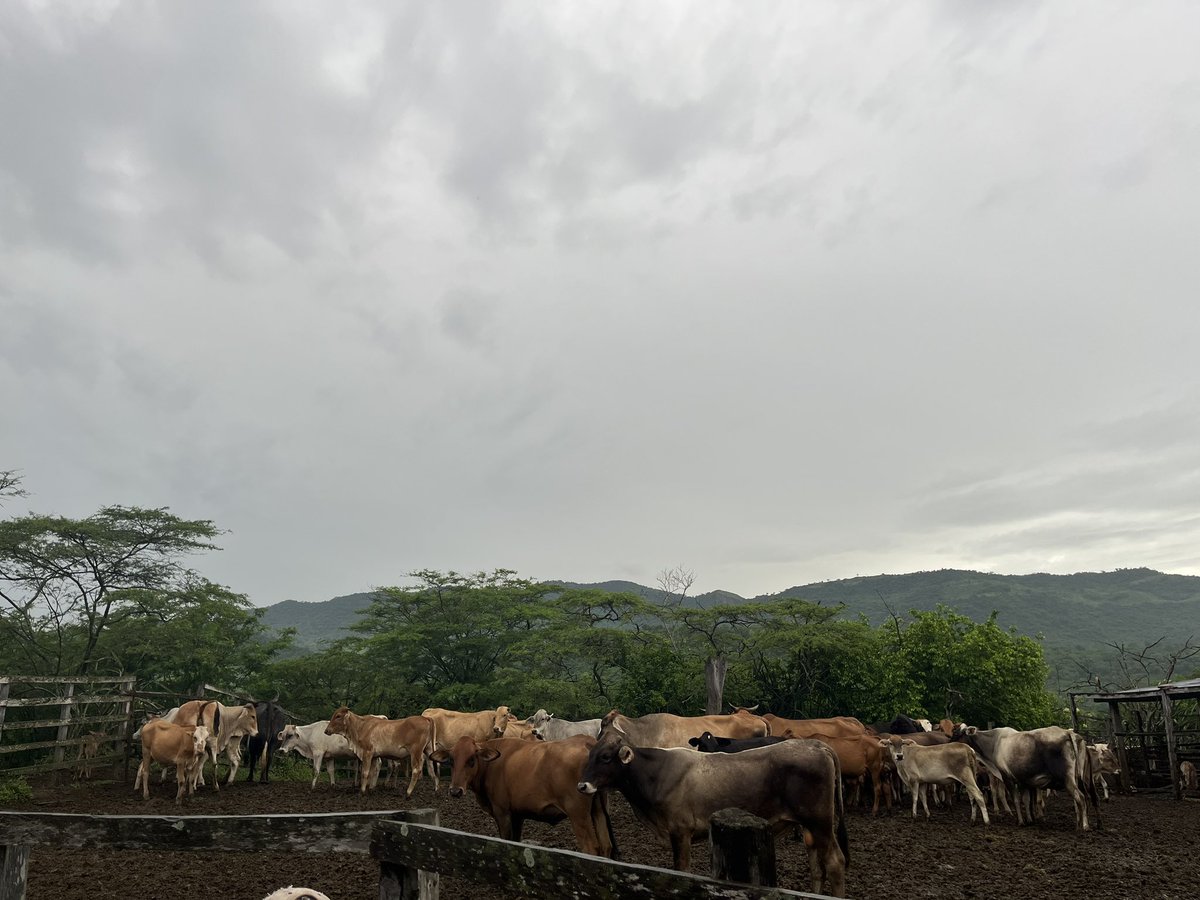 Flordaines's tweet photo. A la sazón de que mi socio y colega además de entrañable amigo @omarlamusg emprendemos un proyecto en su finca “Agropecuaria Palmarito” en el estado Falcón de iniciar nuestro pie de cría con Brahman para en un futuro tener ejemplares F1 Brahman/Pardo Suizo o Brahman/Jersey https://t.co/H3ljylQvkB