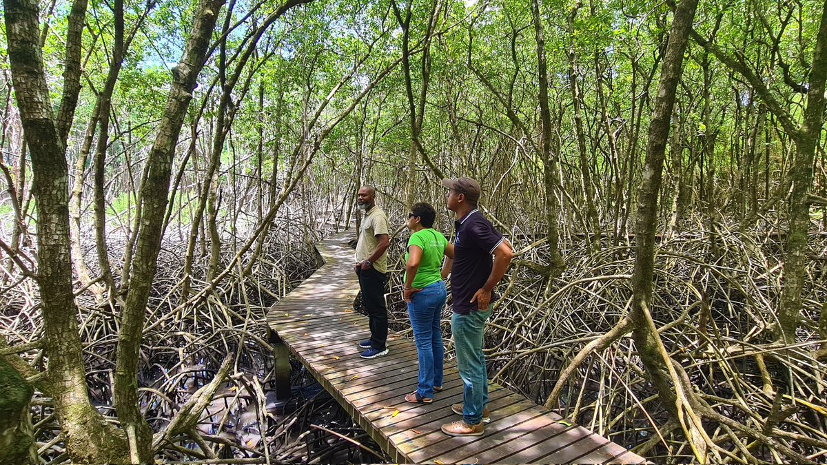 AlCooper424's tweet photo. Battling the sargassum threat! Mangroves, crucial for robust coastal ecosystems, are in jeopary. In Petit Trou Lagoon, @UNDPTT and @IMAgovTT conduct a vital assessment. Can innovation be used to address the challenge? UNDP Accelerator Labs #coastalresilience https://t.co/xtdFURAYGB