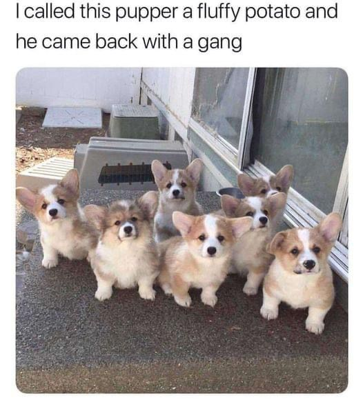 WholesomeMeme's tweet photo. https://t.co/dijmEoga1Z