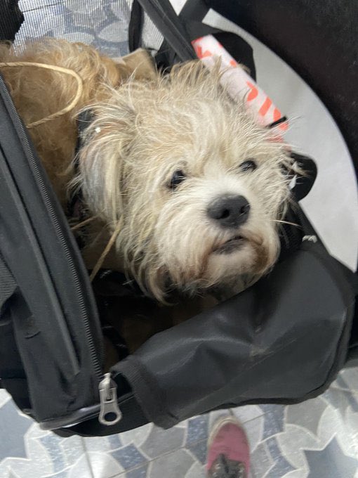 FundacionToby's tweet photo. Esta perrita se encuentra perdida, la encontraron cerca del metro patriotismo 
Info al 5529669317 https://t.co/K1oN8J8x4D