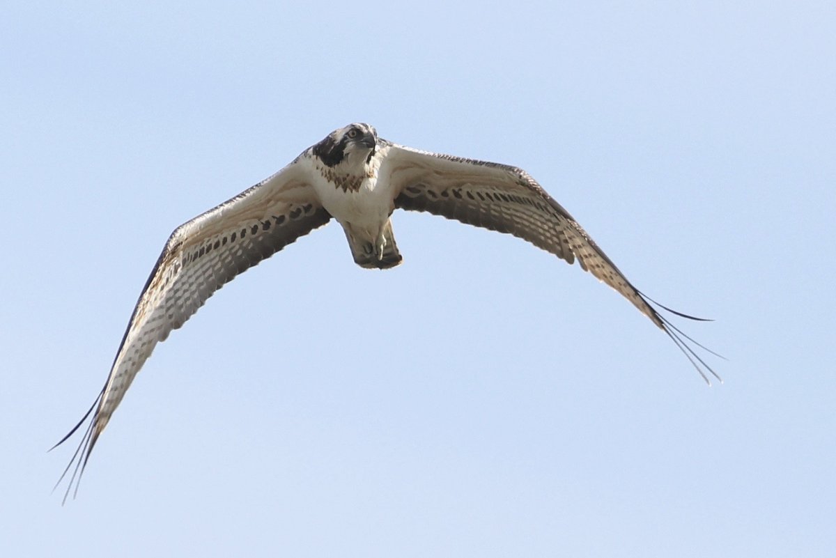 BicycleBirder's tweet photo. Osprey on #BlackHoleMarsh on #SeatonWetlands this afternoon @wildeastdevon @BrianCl60904716 https://t.co/iq5gOoBdLH