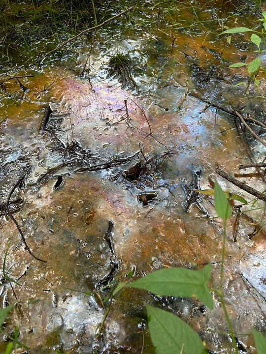 VanmeterKVM's tweet image. Another day, another wetland. @biogeocohen found a floating iron oxide film. Also, note the miracle of @shuyo5 out in the field (Hell has frozen over... #Modeler #MachineLearning). #VanMeterLab #Riparia @psugeography @PSUEarth
