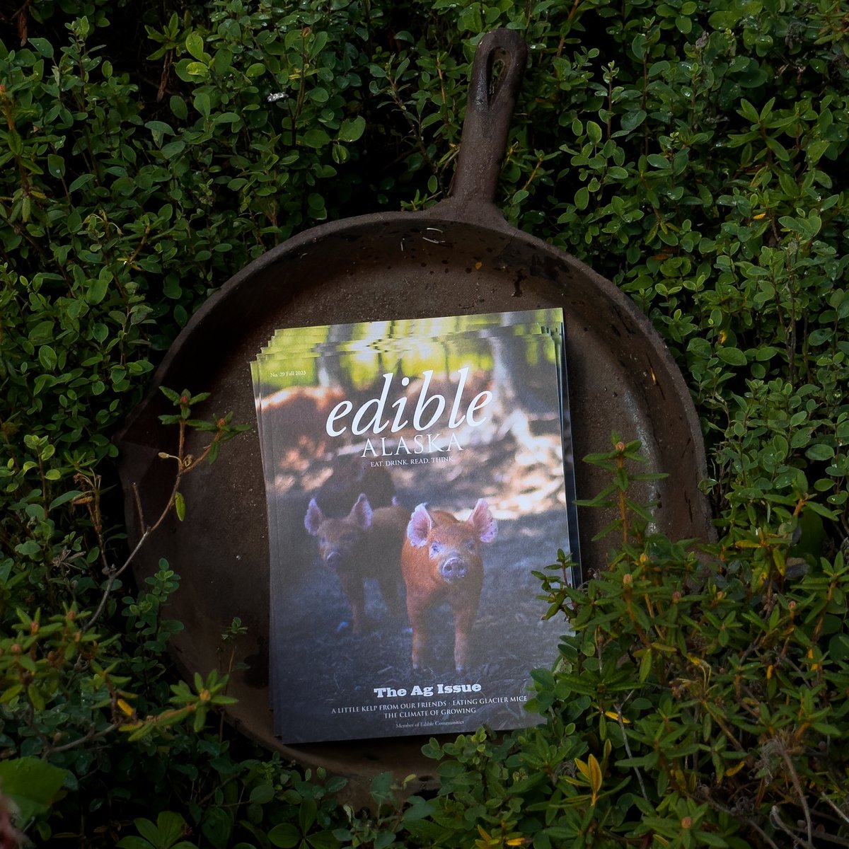 Edible Alaska (@ediblealaska) on Twitter photo Join us this Friday in McCarthy for a fall issue kickoff party. Come hang with Rose McAdoo and Erin McKinstry, Mark Vail, <a href="/BookishJulia/">Dr. Julia Skinner (new book: Fermentation Oracle!)</a>, and co-publisher <a href="/JeremyPataky/">Jeremy Pataky</a> for a celebratory campfire reception. Aug. 18 at 5:30 PM at Jeremy's cabin. Email us for directions. Join us this Friday in McCarthy for a fall issue kickoff party. Come hang with Rose McAdoo and Erin McKinstry, Mark Vail, <a href="/BookishJulia/">Dr. Julia Skinner (new book: Fermentation Oracle!)</a>, and co-publisher <a href="/JeremyPataky/">Jeremy Pataky</a> for a celebratory campfire reception. Aug. 18 at 5:30 PM at Jeremy's cabin. Email us for directions.